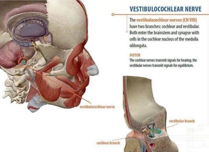 Vestibulocochlear Nerve