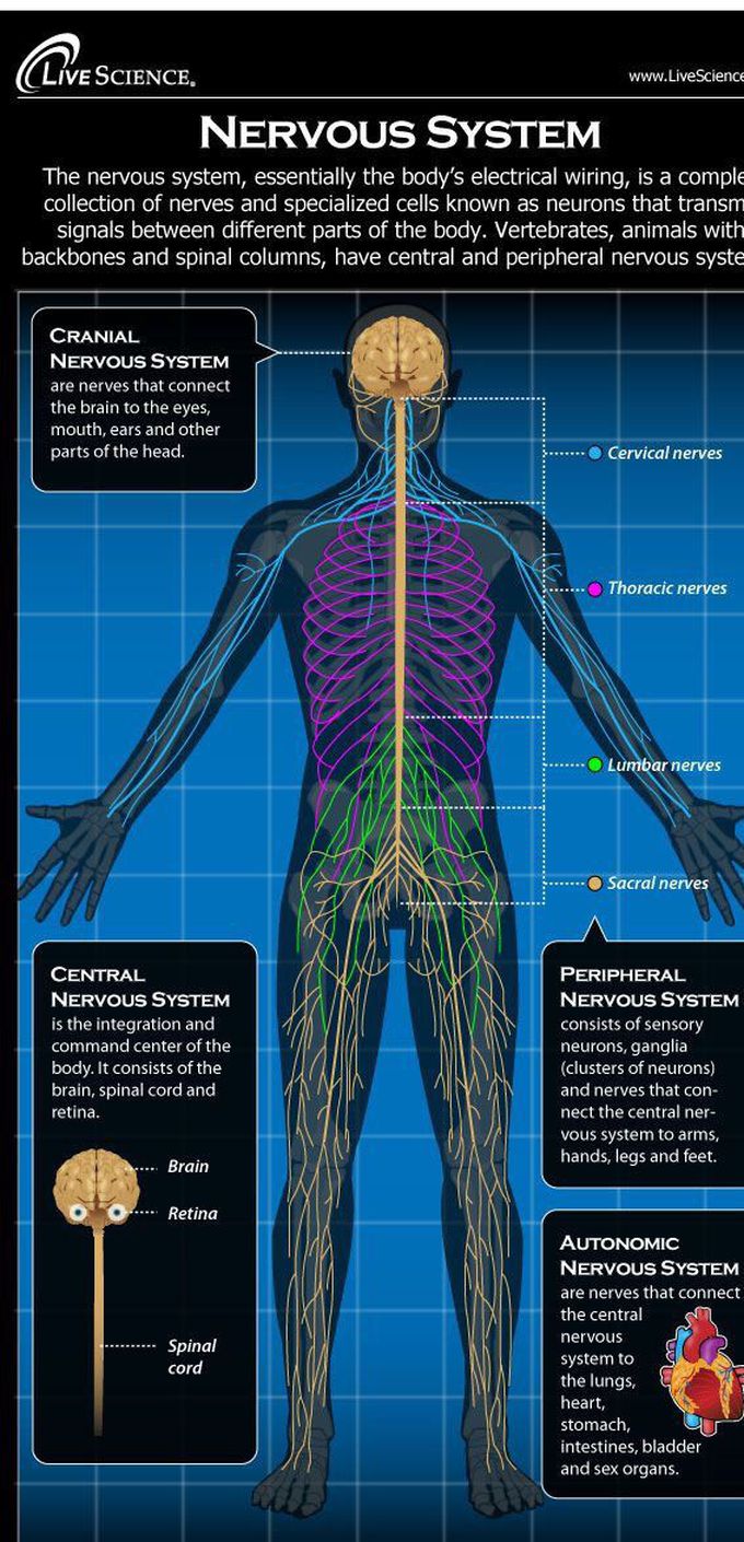 nervous system
