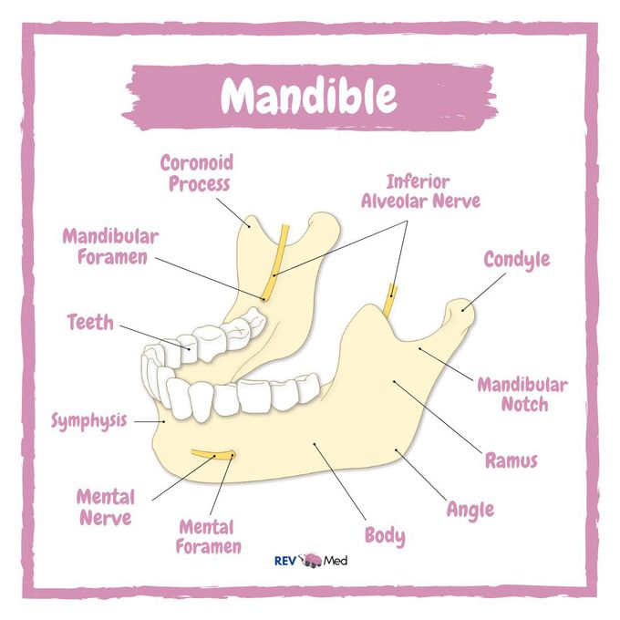 Branches of the Mandibular Nerve - MEDizzy