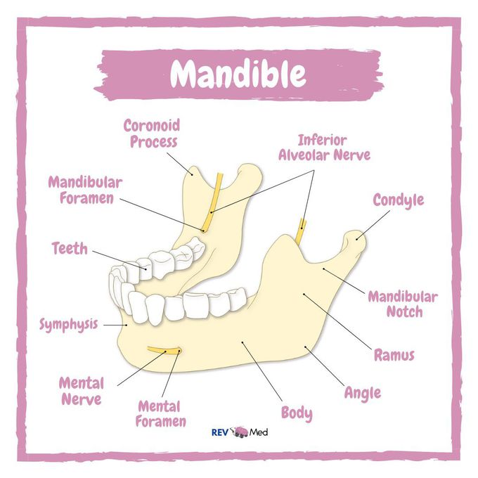 Anatomy of the Mandible: Easy and Quick Guide — Eightify