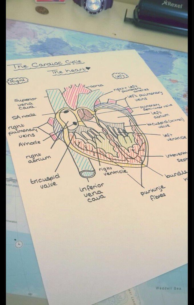 The heart ❤
