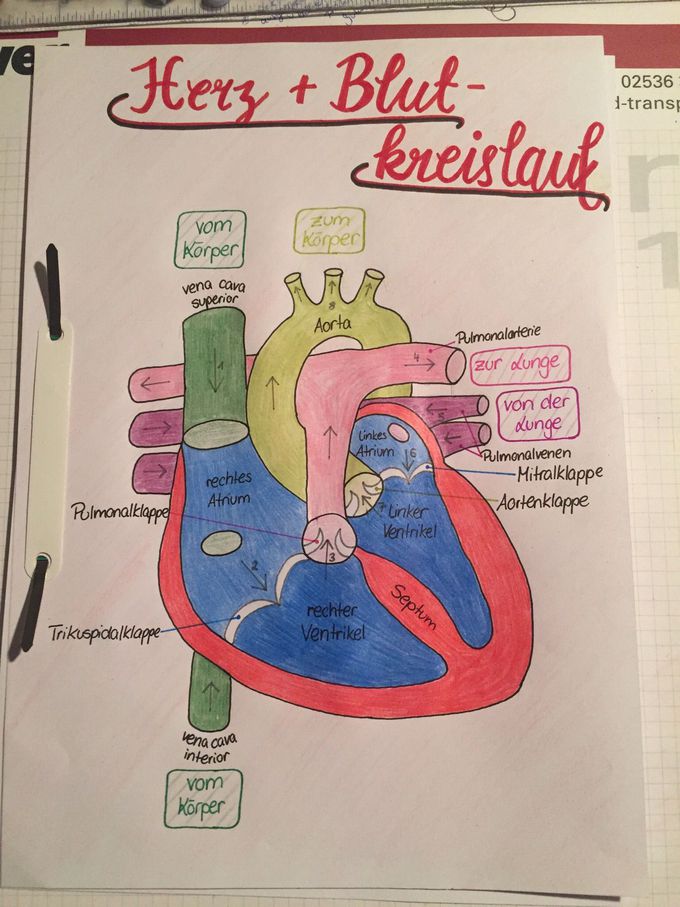 Heart and Blood Circulation (German)