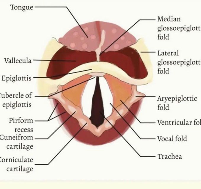 Layrnx Anatomy