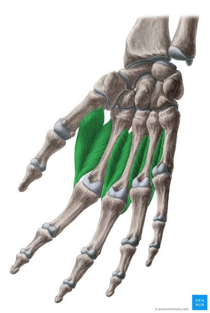 Interossei muscles