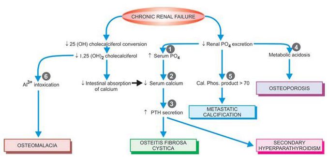 Renal osteodystrophy