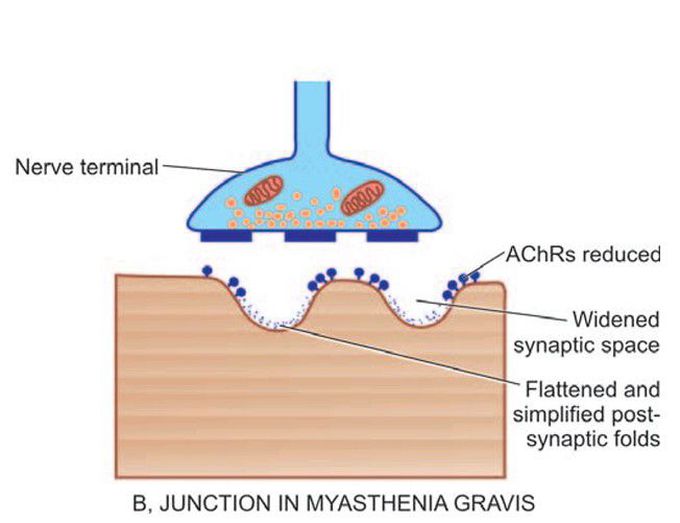 Neuromuscular junction