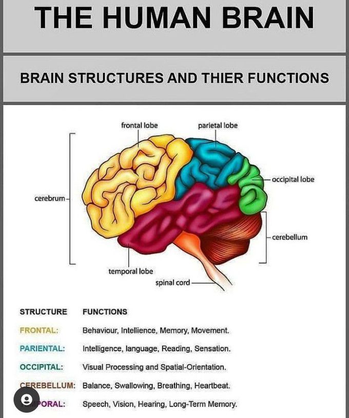 The human brain