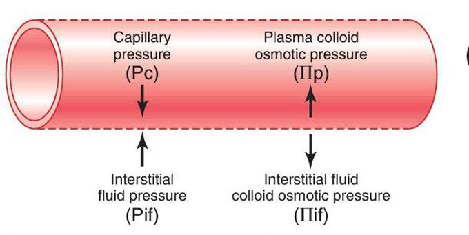 Fluid pressure and colloid osmotic pressure