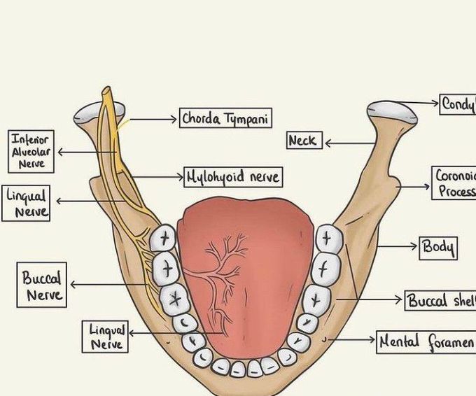 Nerves associated with mandible