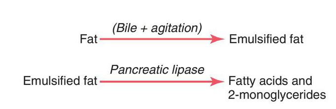 Digestion of fats