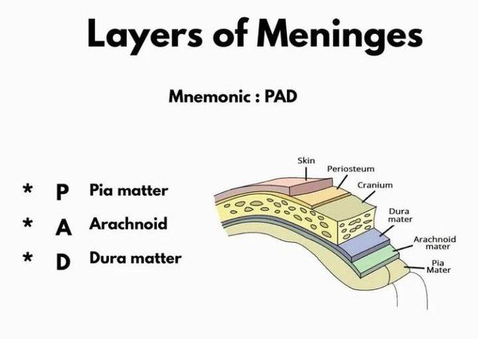 Layers of meninges