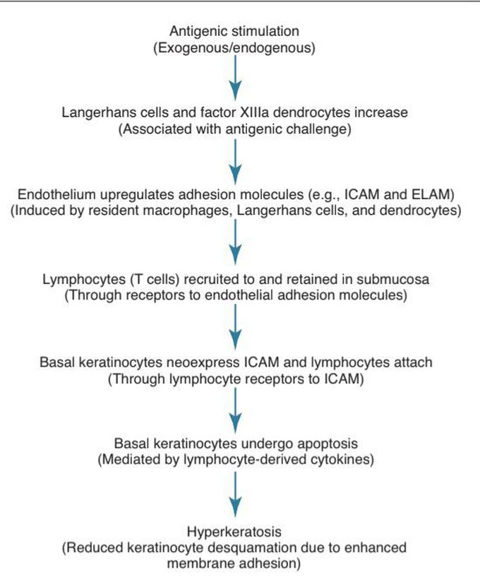 Lichen planus pathophysiology