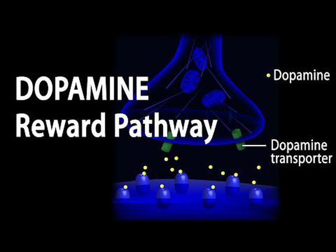 Dopamine Reward Pathway-Animation