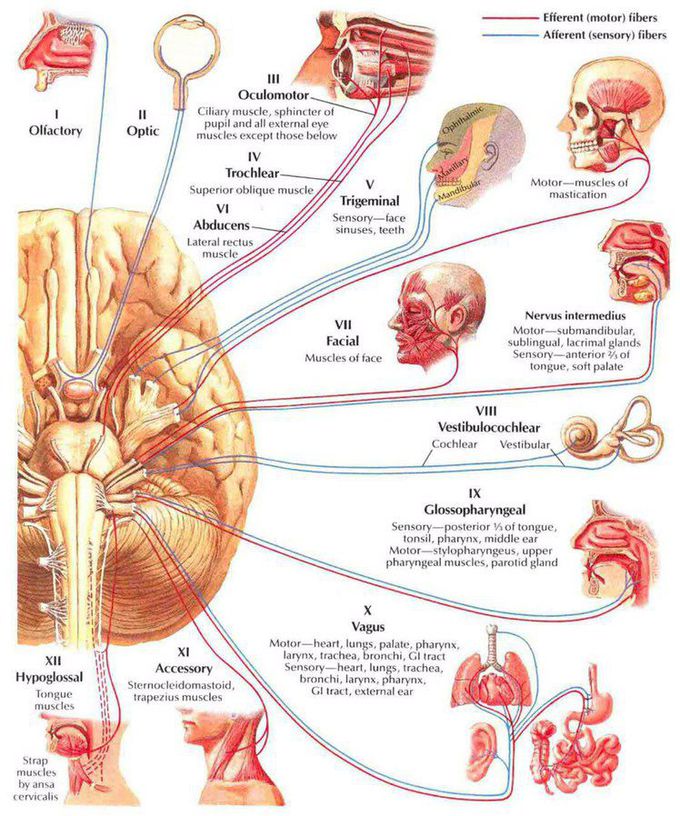 Rapid Review of Cranial Nerves Function 🧠