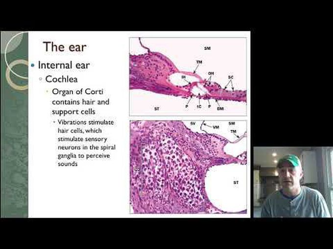 Histology of the Ear