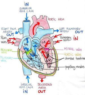 Blood supply of the heart - MEDizzy