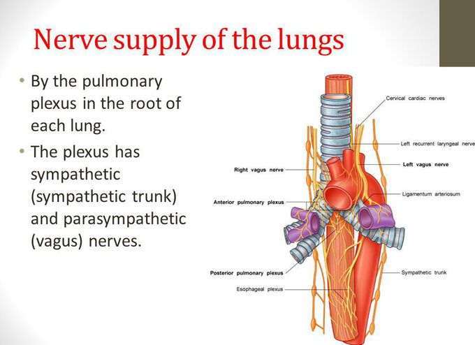 Nerve supply of lungs