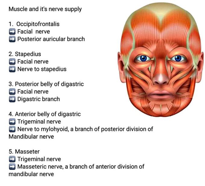 MUSCLE AND IT'S NERVE SUPPLY