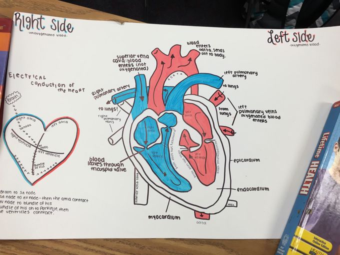 heart diagram