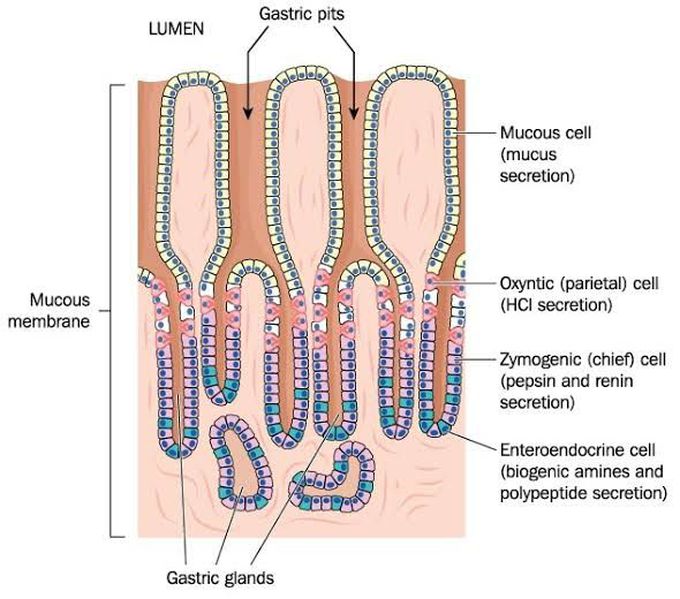 Enteroendocrine cells