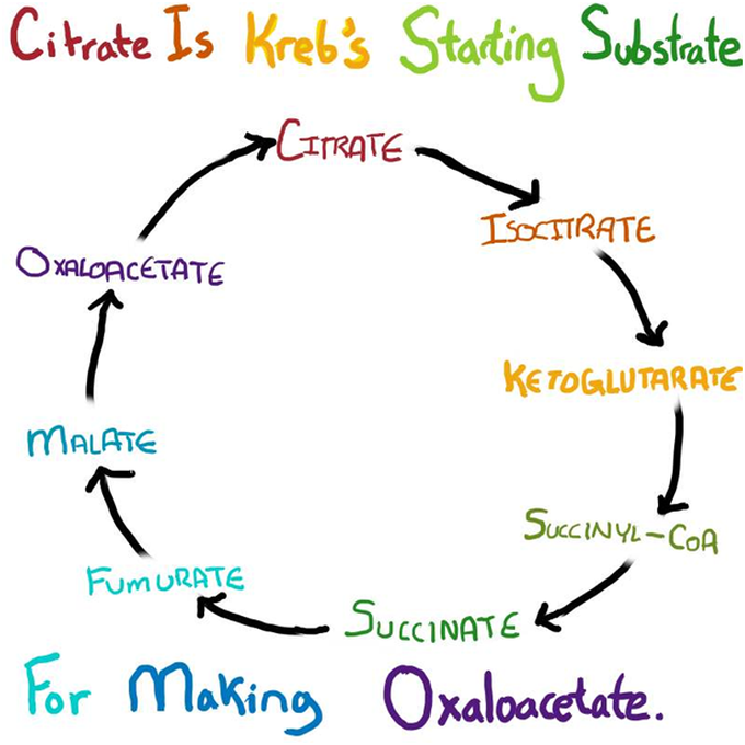 Mnemonic for Krebs Cycle