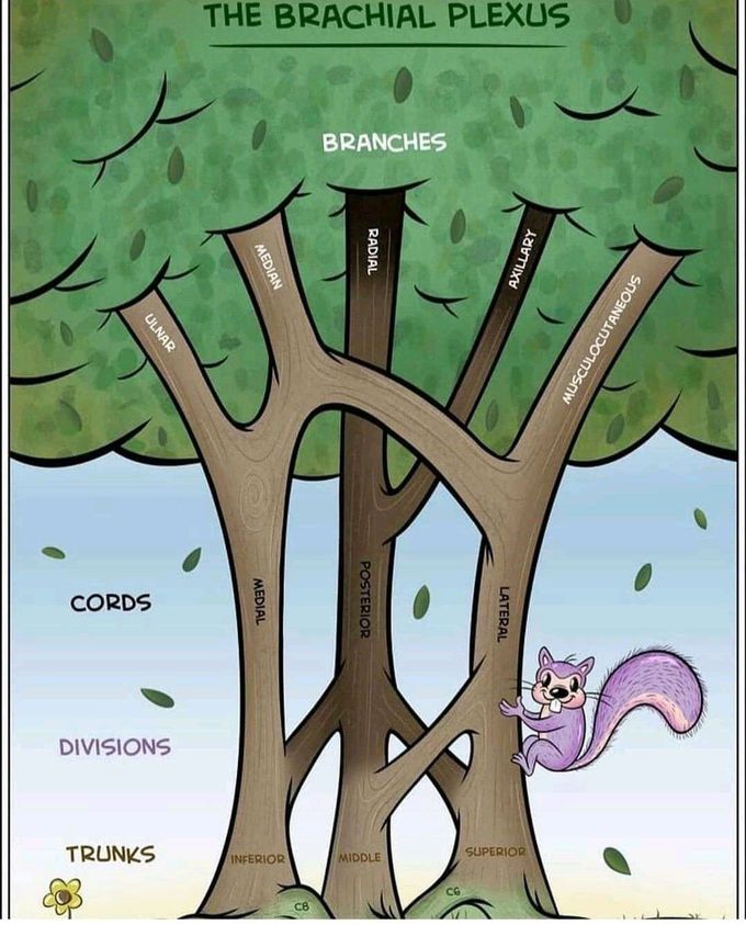 BRACHIAL PLEXUS TREE