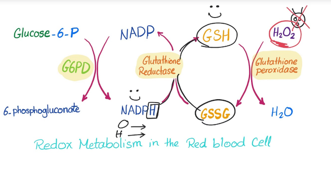 G6PD enzyme