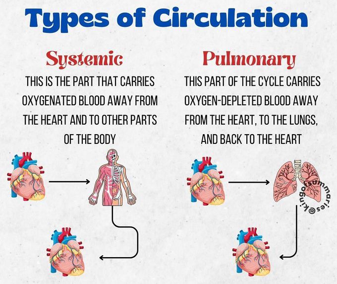 Types of Circulation