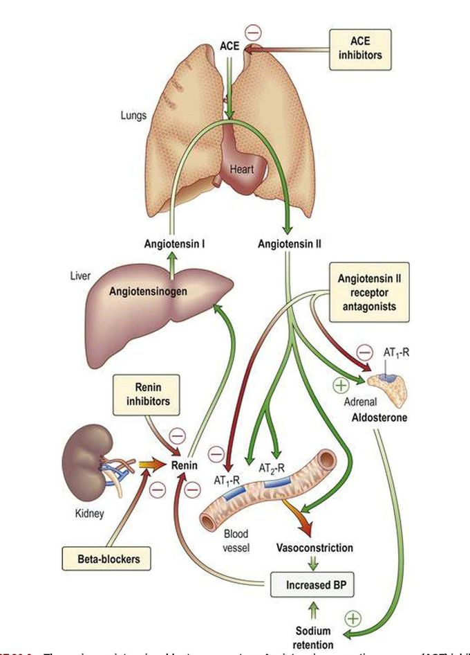 The	renin–angiotensin–aldosterone	system