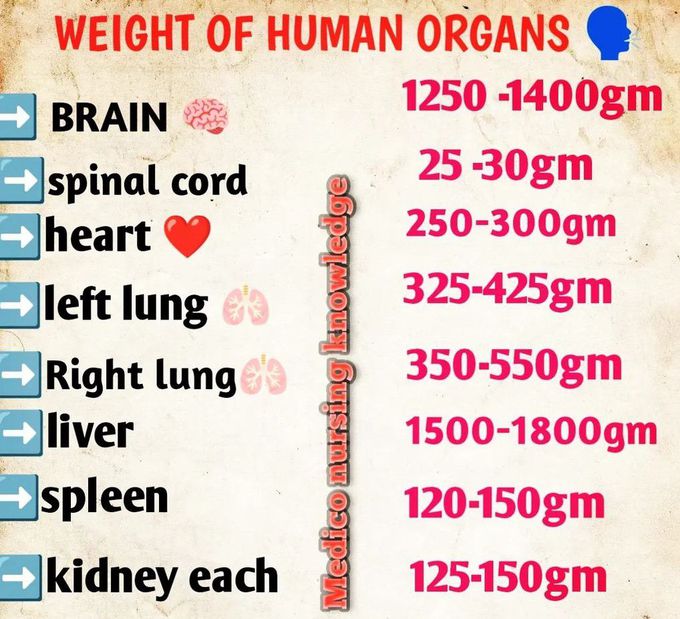 Weight Of Human Organs