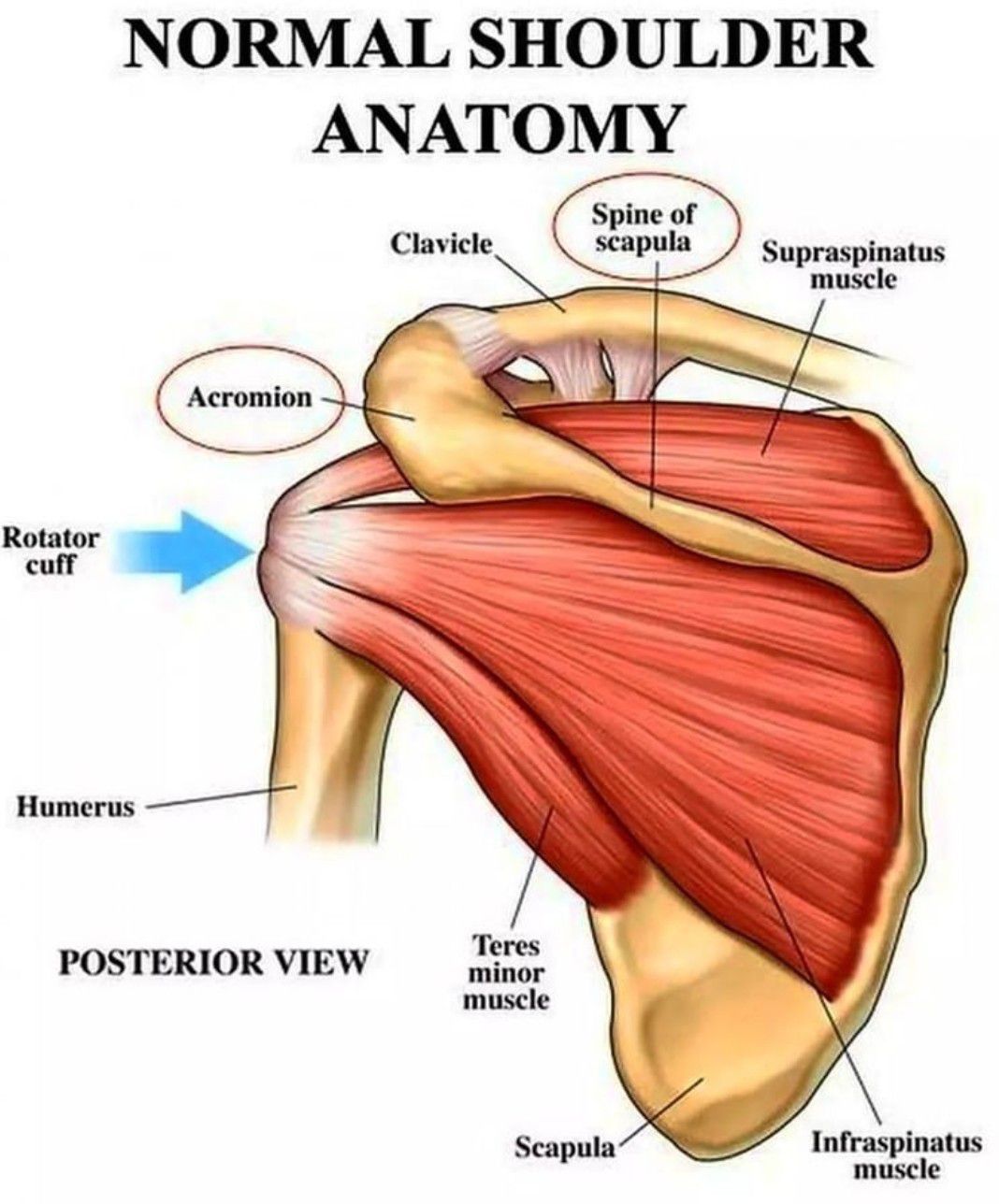 Мышцы лопатки. Акромион анатомия. Плечевой пояс мышцы супраспинатос. Мышцы акромиона. Мышцы лопатки анатомия.