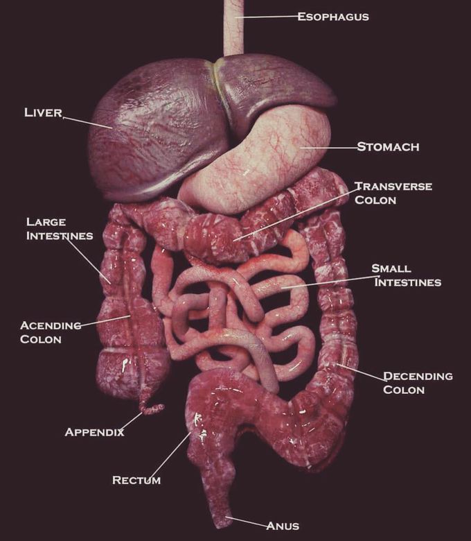 The digestive system