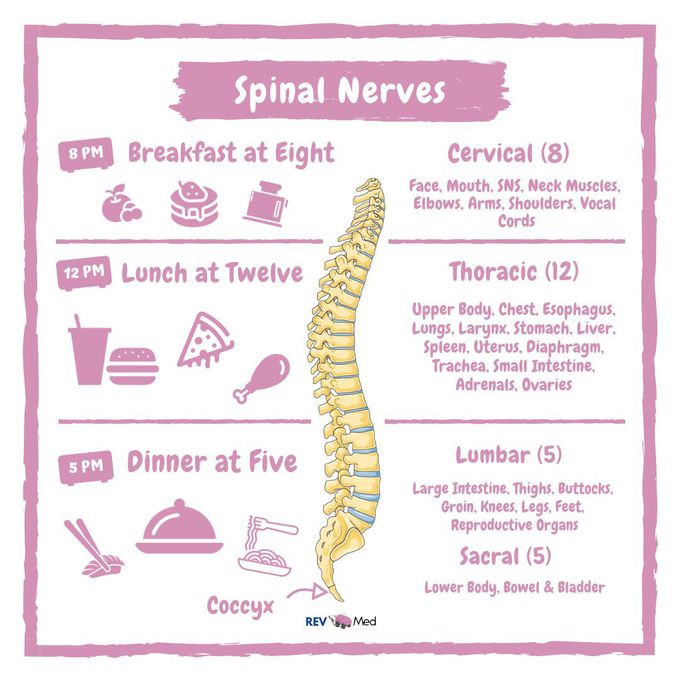 Spinal Nerves - Easy way to understand it!