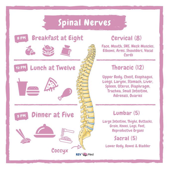 Motor Nerves Meaning In Malayalam