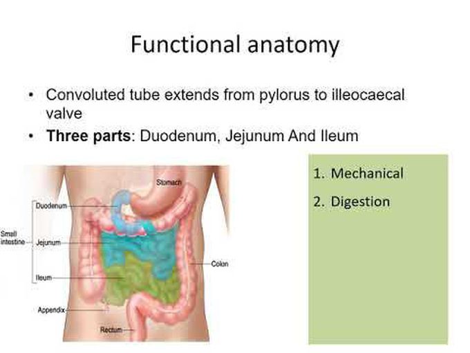 Anatomy and physiology of small 
intestine