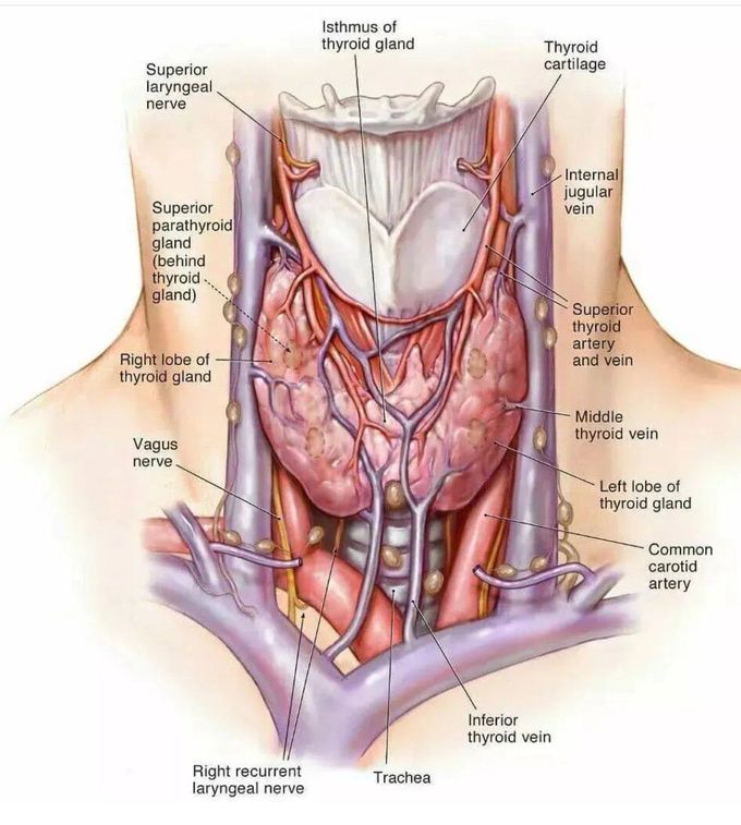 Thyroid Gland