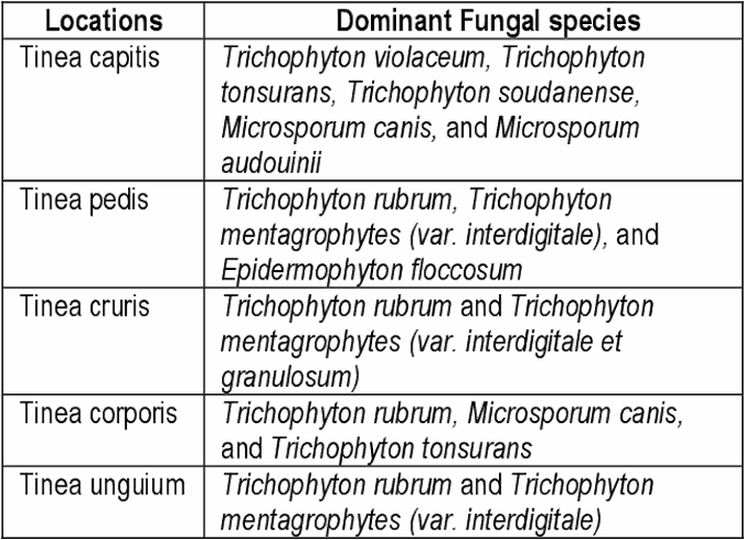 Dermatophytes