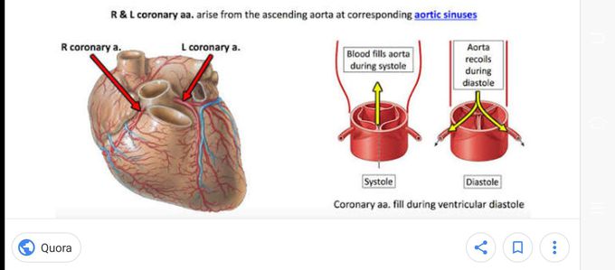 Coronary blood Supply - in diastole