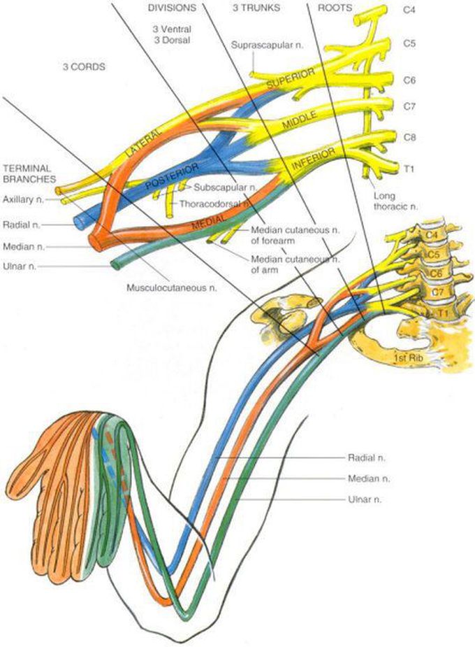 Brachial plexus