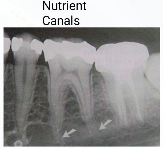 Nutrient Canals