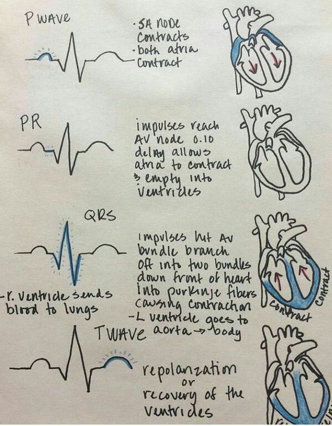 Basics of ECG