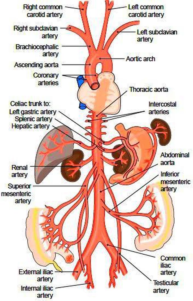 Aorta