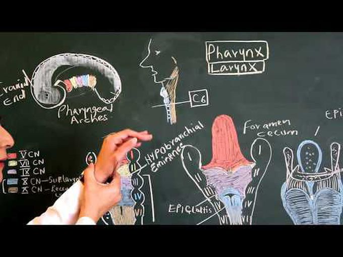 Development of Pharynx and Larynx
