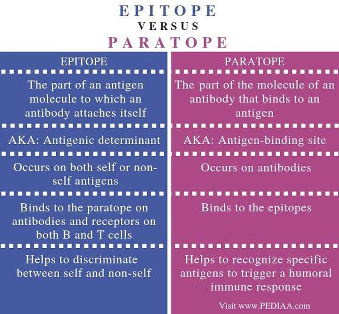 Epitope vs paratope