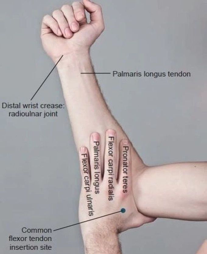 Muscles of the Arm