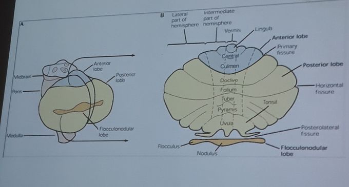 Functional region of cerebellum