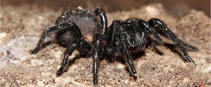 Study finds a compound extracted from the Australian funnel-web spider is highly effective at killing melanoma cells, as well as cells taken from facial tumours on Tasmanian devils.