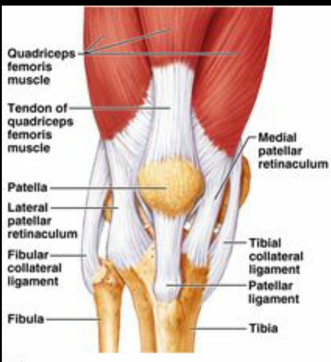 Medial and lateral patellar retinacula