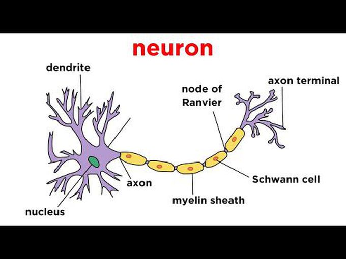 Introduction to Histology of
 Nervous System