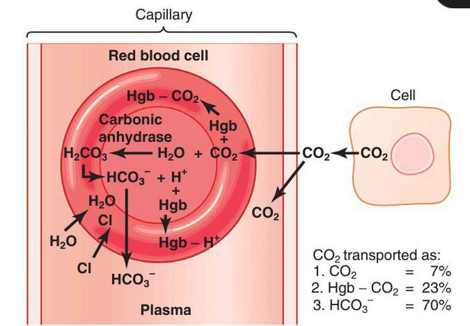 Carbondioxide transport